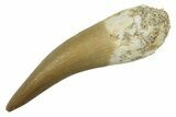 Fossil Plesiosaur (Zarafasaura) Tooth - Morocco #297992-1